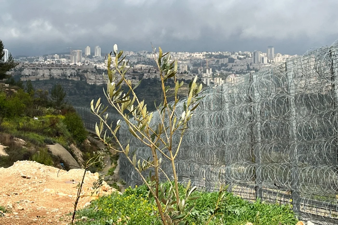 Ein Olivenbaum an einem mit Stacheldraht überzogenem Zaun.