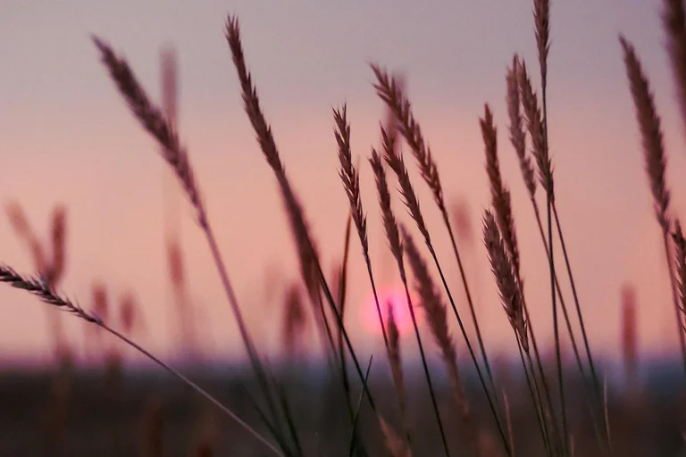 Dämmerung Sonnenuntergang Gräser