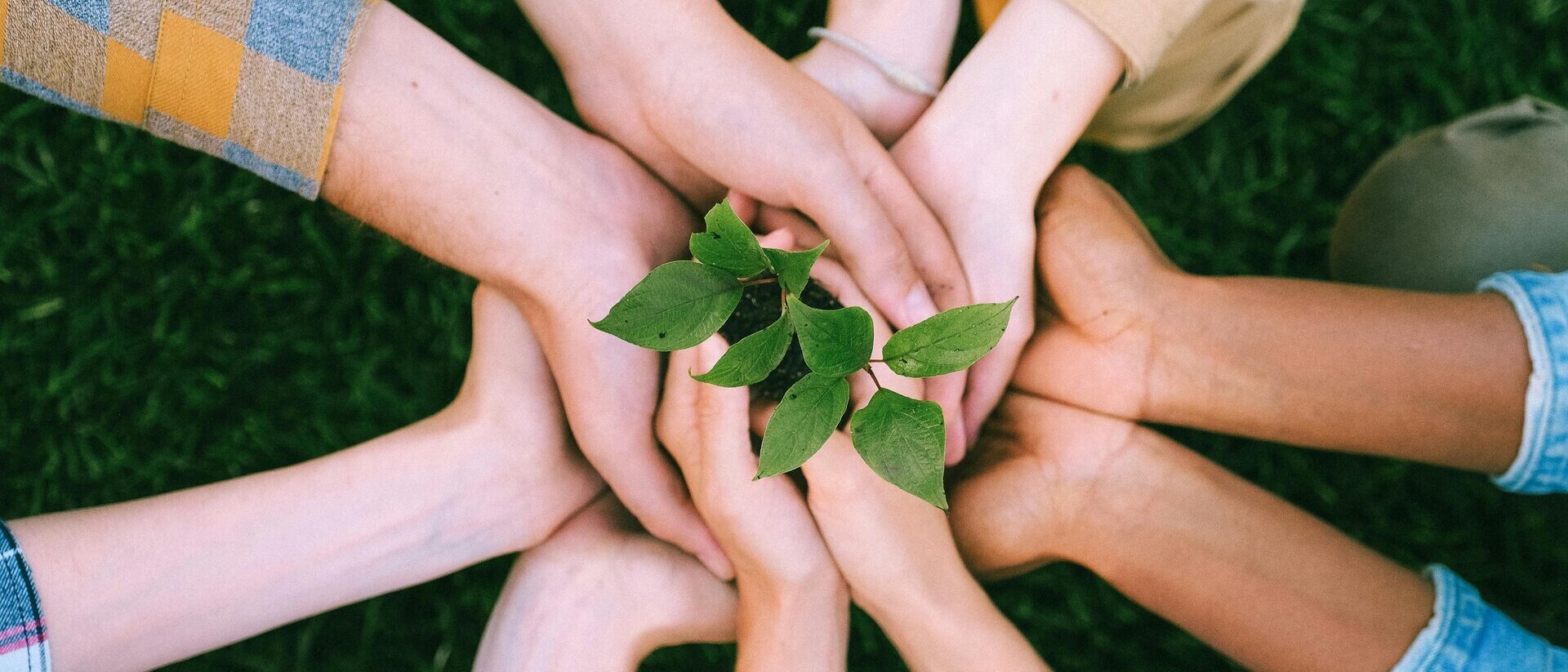 Viele Hände halten gemeinsam eine kleine Grünpflanze im Kreis